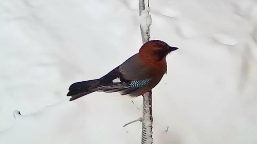 sójka — Bild 5