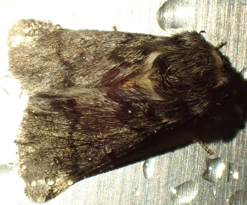 Ćma procesyjna dębowa — Bild 4