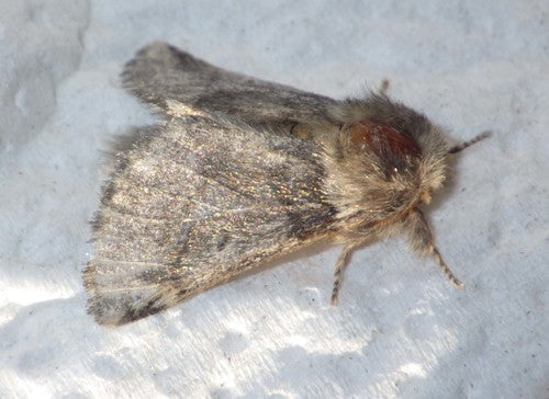 Eichenprozessionsspinner - Bild 3