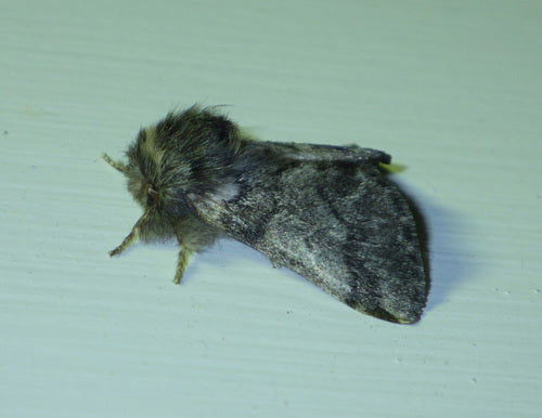 Eichenprozessionsspinner - Bild 1