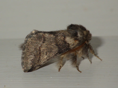 Eichenprozessionsspinner - Bild 5