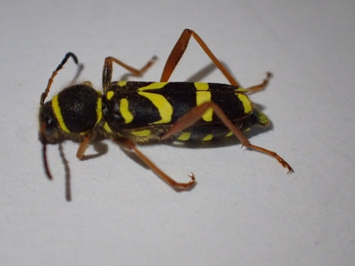 Baran dębowy — Bild 5