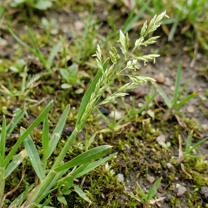 Roczna bluegrass