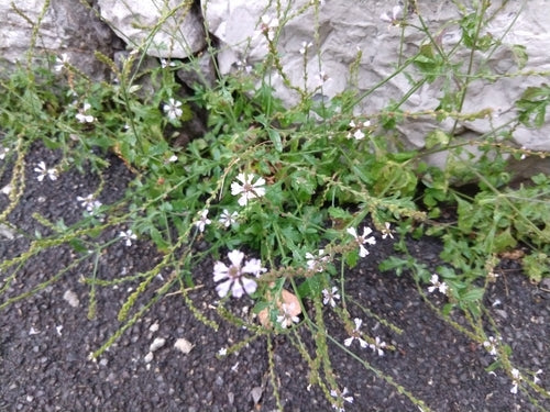 Werbena — Bild 5