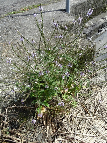 Werbena — Bild 2