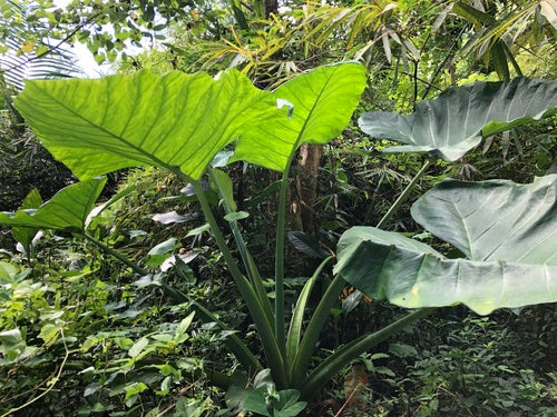 Ucho słonia — Bild 2