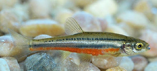 płotka — Bild 3