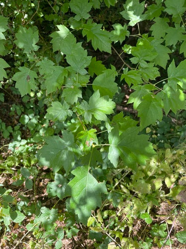 Serviceberry — zdjęcie 2 z 8