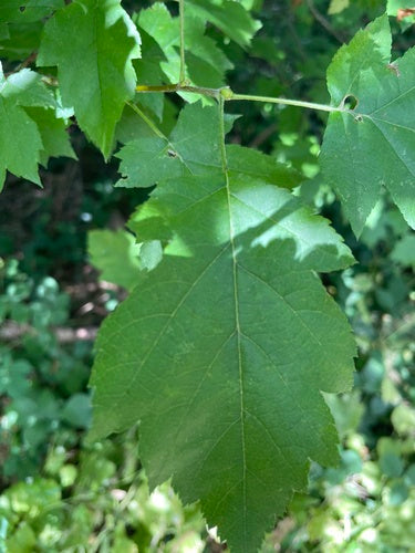 Serviceberry — zdjęcie 1 z 8