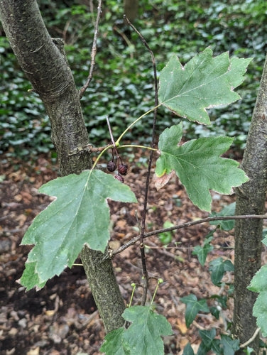 Serviceberry — Bild 4