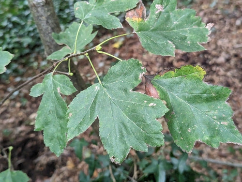Serviceberry — Bild 3