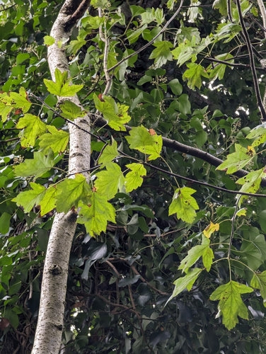 Serviceberry — Bild 2