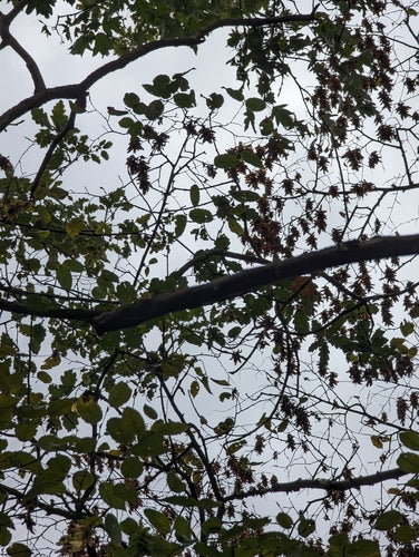 Serviceberry — Bild 1