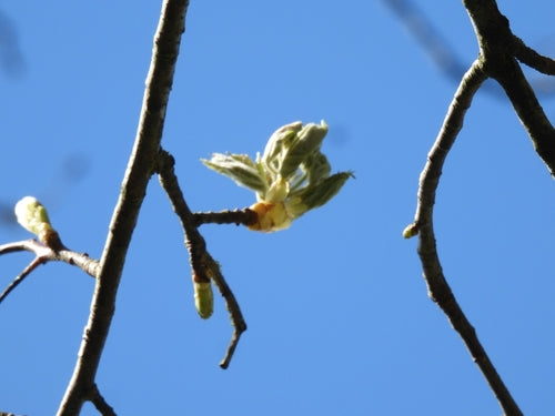Serviceberry — Bild 5