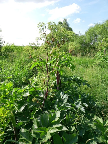 Dzięgiel — Bild 2