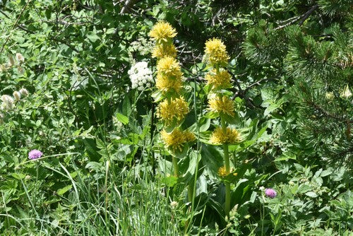 gencjana — Bild 4