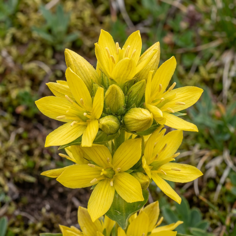 gencjana