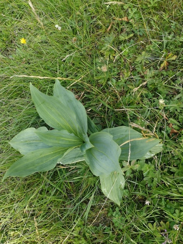 gencjana — Bild 1
