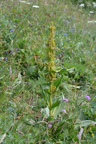 gencjana — Bild 2