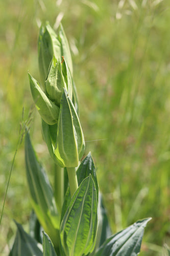 gencjana — Bild 3