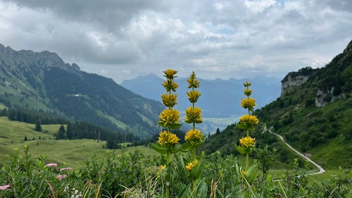 gencjana — Bild 5