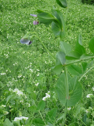 Groszek — Bild 5
