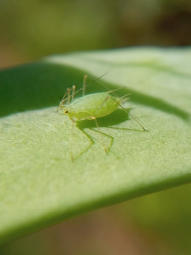 Mszyca grochowa — Bild 2