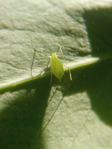 Mszyca grochowa — Bild 1