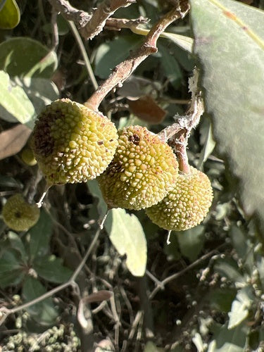 Drzewo truskawkowe — Bild 5