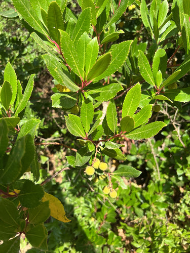 Drzewo truskawkowe — Bild 3
