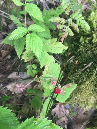 Truskawki — Bild 5