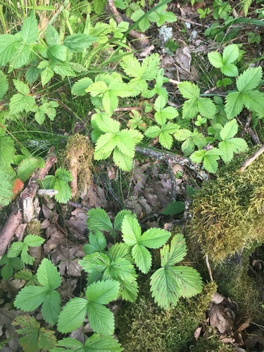 Truskawki — Bild 4