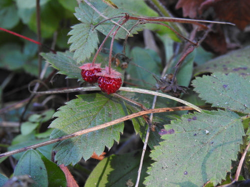 Truskawki — Bild 2