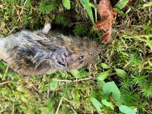 Ziemska mysz — Bild 2