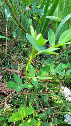 arachid — Bild 3