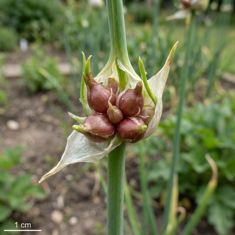 Warstwowa cebula