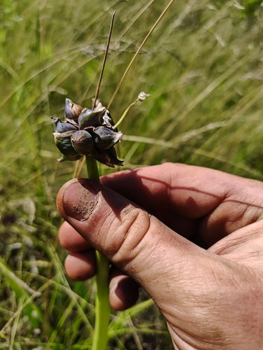 Warstwowa cebula — Bild 3