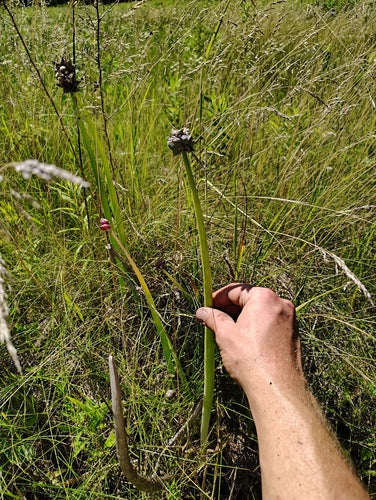 Warstwowa cebula — Bild 2