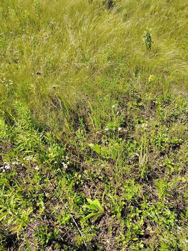 Warstwowa cebula — Bild 1