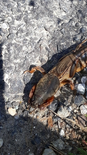 Europäische Maulwurfsgrille - Bild 6