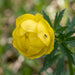 Blüte von Europäische Trollblume (Trollius europaeus) in Nahaufnahme (KI-generiert)
