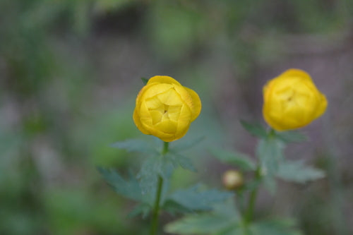 Europejski kwiat globu — zdjęcie 3 z 9