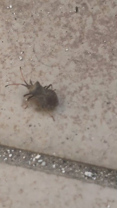 Skórzany Bug