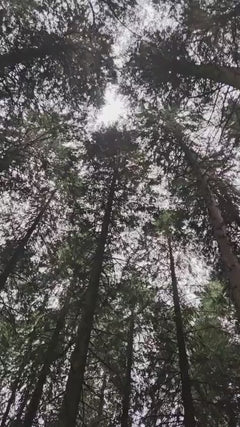 Świerk norweski