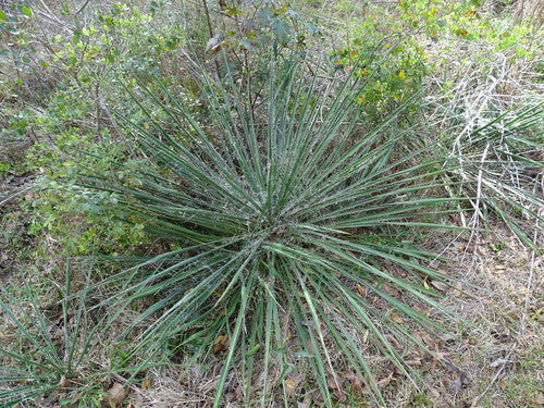 Żylasta lilia palmowa — Bild 2
