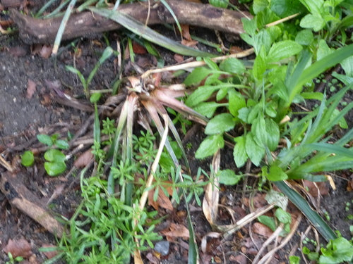 Żylasta lilia palmowa — Bild 3