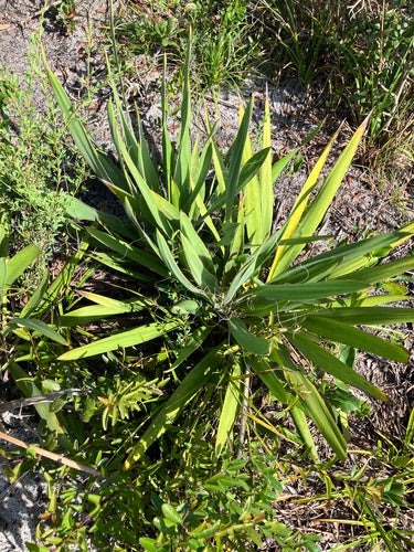 Żylasta lilia palmowa — Bild 3