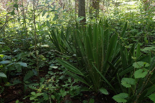Żylasta lilia palmowa — Bild 1