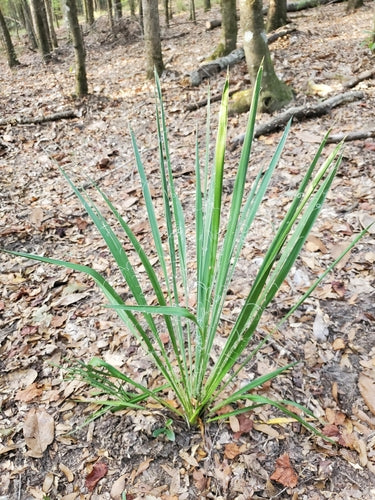 Żylasta lilia palmowa — Bild 5