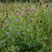 Färber-Scharte (Serratula tinctoria) in Blüte im naturnahen Garten (KI-generiert)